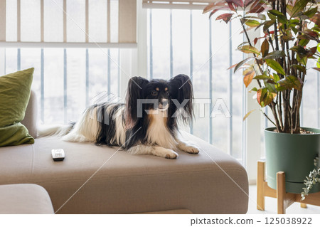 Continental Toy Spaniel dog breed on a sofa Continental Toy Spaniel dog breed on a sofa 125038922