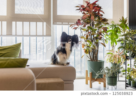 Roller shades on windows, Papillon dog on the sofa Roller shades on windows, Papillon dog on the sofa 125038923