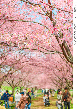 三月的北淺葉櫻花堤公園 三月的北淺葉櫻花堤公園 125038988