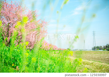 三月的北淺葉櫻花堤公園 125038997