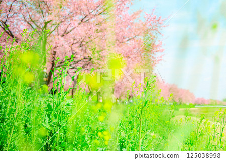 Kitaasaba Sakura Tsutsumi Park in March Kitaasaba Sakura Tsutsumi Park in March 125038998