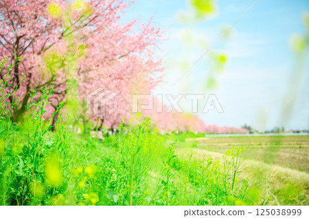 Kitaasaba Sakura Tsutsumi Park in March 125038999