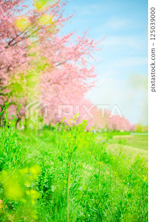 三月的北淺葉櫻花堤公園 125039000