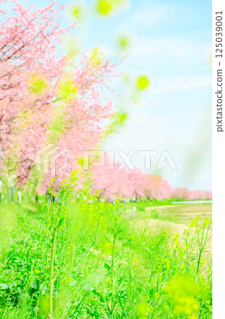 三月的北淺葉櫻花堤公園 125039001