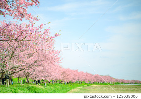 三月的北淺葉櫻花堤公園 125039006