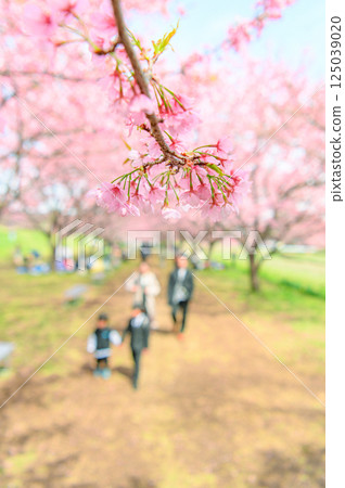 Kitaasaba Sakura Tsutsumi Park in March Kitaasaba Sakura Tsutsumi Park in March 125039020