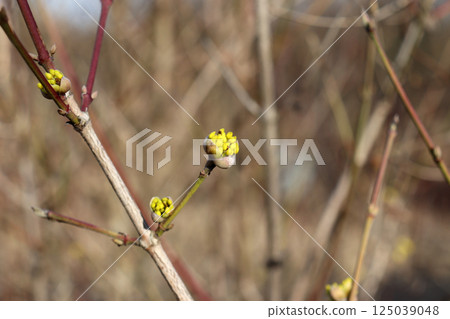 Blossoming flower buds on a dogwood bush Blossoming flower buds on a dogwood bush 125039048