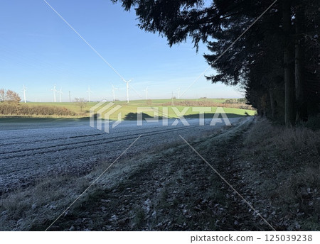 Roe deer in the woods in the warm light of sunrise in Germany, Europe 125039238