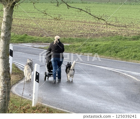 chihuahua dog close together to owner walking with leash outside at the park as friends chihuahua dog close together to owner walking with leash outside at the park as friends 125039241