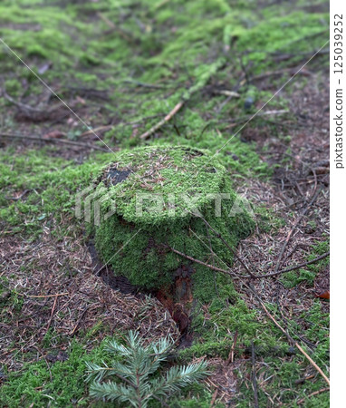 rotten tree stump in front of hohenzollern castle in spring with blurred background 125039252