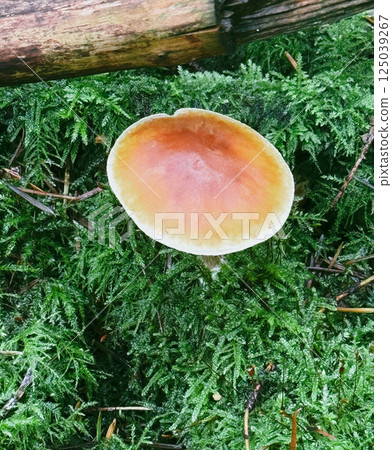A lonely mushroom in a clearing. A very rich mushroom collection A lonely mushroom in a clearing. A very rich mushroom collection 125039267