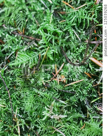 Thuja branches with drops of water after rain. Wet branches in the sunset light. Close-up of a Thuja branch adorned with glistening morning dew 125039268