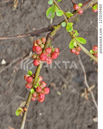 Branch with flower buds of Chaenomeles Japonica, known as Japanese quince or Maule's Quince, in early spring. 125039460
