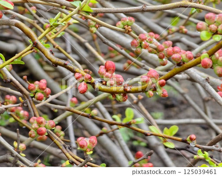 Branch with flower buds of Chaenomeles Japonica, Japanese quince or Maule's Quince, in early spring. 125039461