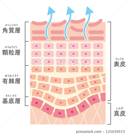 Illustration of a cross section of skin undergoing turnover (with names) 125039553