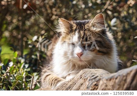 A gray and white fluffy cat lies on a tree close up in the sun's rays in a quiet outdoor park. 125039580