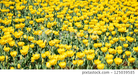 Blooming yellow tulip field under sunlight in springtime garden landscape. 125039585