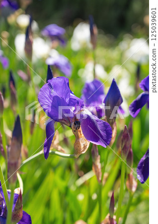 Close-up of blooming purple iris flower with bee in sunny garden field. Close-up of blooming purple iris flower with bee in sunny garden field. 125039601