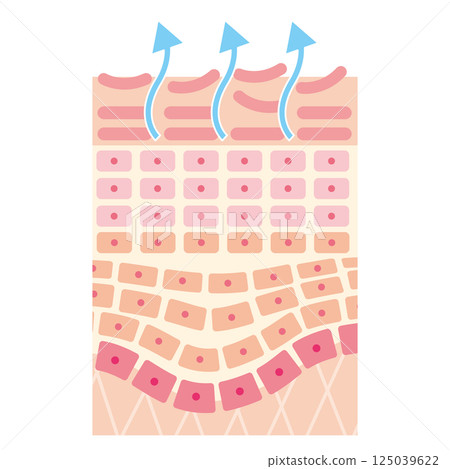 正在進行更新的皮膚橫斷面圖（無名稱） 125039622