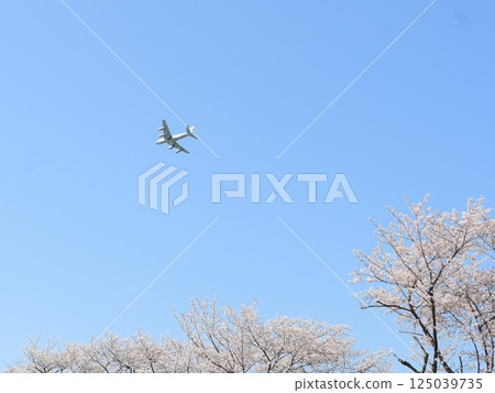 P-1巡邏機和櫻花 P-1巡邏機和櫻花 125039735