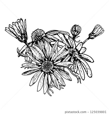 Hand drawn botanical illustration of blooming flowers and buds resembling arnica, echinacea, calendula, camomile and rudbeckia. Perfect for tea, cosmetics, herbal packaging and eco prints. 125039801