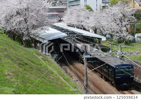 相鐵10000系列YNB和櫻花 125039814