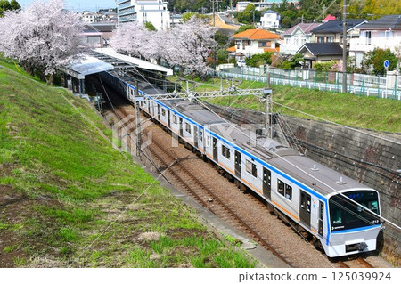 Sotetsu 8000 series and cherry blossoms 125039924