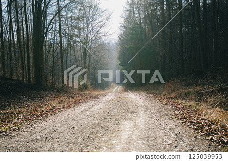 A long spring road in the forest, flooded with sunlight. High quality photo 125039953