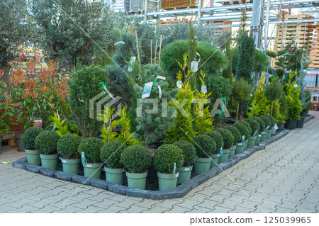 various potted plants on display at a garden center, showcasing a diverse selection of shrubs, conifers, and decorative greenery, ideal for landscaping and gardening enthusiasts.  125039965