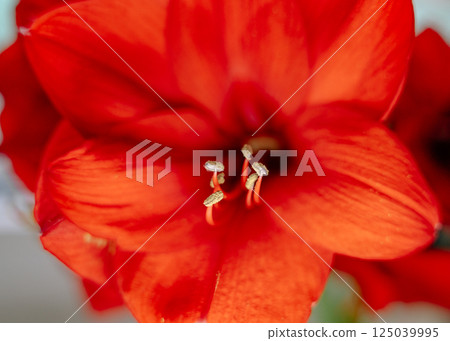 Red flower close-up with stamens. High quality photo Red flower close-up with stamens. High quality photo 125039995