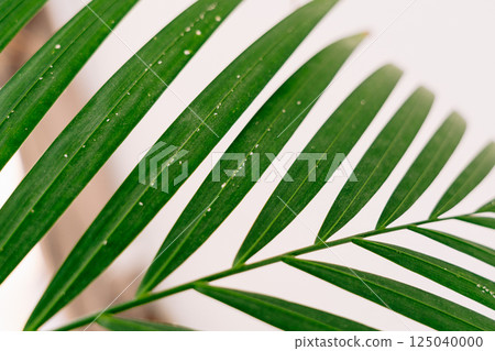 A close-up of Chamaedorea Elegans leaves showing signs of spider mite infestation. Tiny white spots cover the green foliage, highlighting plant stress and the need for proper indoor plant care and 125040000