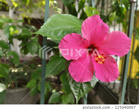 beautiful blooming hibiscus flowers 125040007