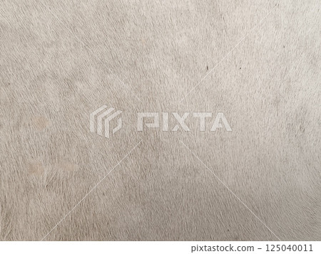 Genuine cow skin with natural fur, ideal for home decor, upholstery, fashion, Genuine cow skin with natural fur, ideal for home decor, upholstery, fashion, 125040011