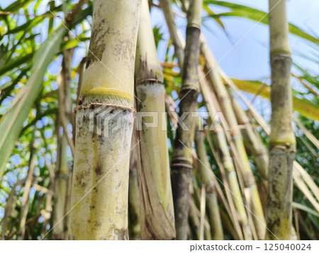 close up sugarcane field with plants growing close up sugarcane field with plants growing 125040024