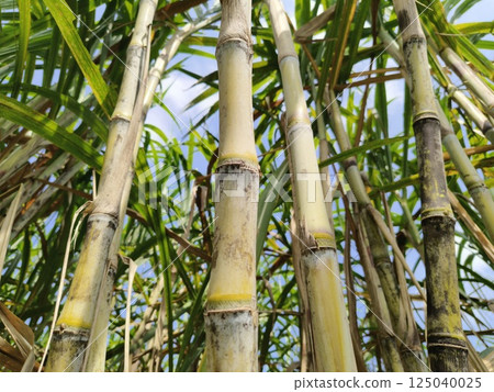 close up sugarcane field with plants growing 125040025