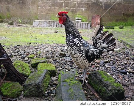 Silver Sebright rooster is crowing, breed originated in England 125040027