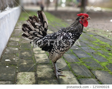 Silver Sebright rooster is crowing, breed originated in England 125040028