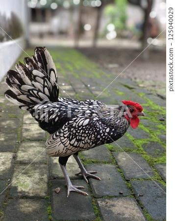 Silver Sebright rooster chicken, breed originated in England 125040029