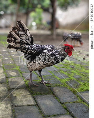 Silver Sebright rooster chicken, breed originated in England 125040032