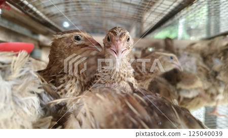 Quails in a poultry farm in a traditional cage 125040039