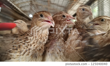 Quails in a poultry farm in a traditional cage Quails in a poultry farm in a traditional cage 125040040
