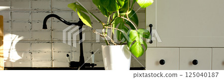 Banner. Monstera plant in a white pot on a white kitchen. The concept of minimalism. Monstera deliciosa leaves or Swiss cheese tropical leaf. Daylight, harsh shadows Banner. Monstera plant in a white pot on a white kitchen. The concept of minimalism. Monstera deliciosa leaves or Swiss cheese tropical leaf. Daylight, harsh shadows 125040187