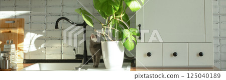 Monstera plant in a white pot on a white kitchen and little grey domestic cat. The concept of homeplant and pets. Monstera deliciosa leaves or Swiss cheese tropical leaf. Monstera plant in a white pot on a white kitchen and little grey domestic cat. The concept of homeplant and pets. Monstera deliciosa leaves or Swiss cheese tropical leaf. 125040189