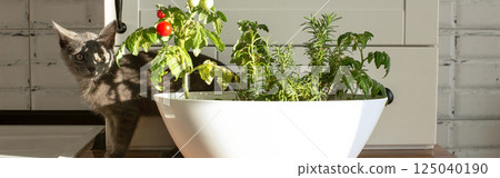 Cherry tomatoes and rosemary grown in a pot in a home vegetable garden, in the white kitchen near little grey domestic cat 125040190