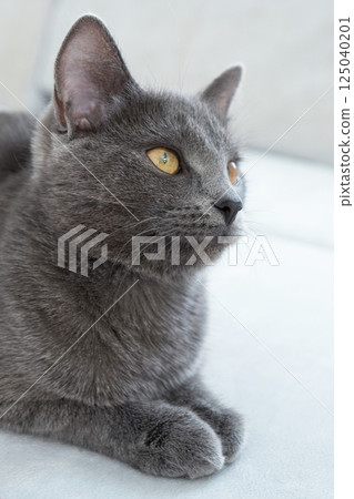 The gray cat with yellow eyes lies on a gray background. World Cat Day 125040201