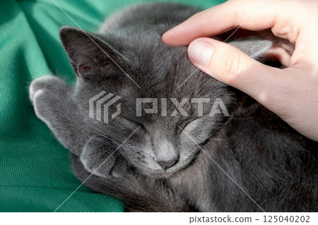 Close up portrait of gray cat with with a female hand on a green background. The hostess gently strokes the cat. Concept veterinary clinic or animal feed Close up portrait of gray cat with with a female hand on a green background. The hostess gently strokes the cat. Concept veterinary clinic or animal feed 125040202