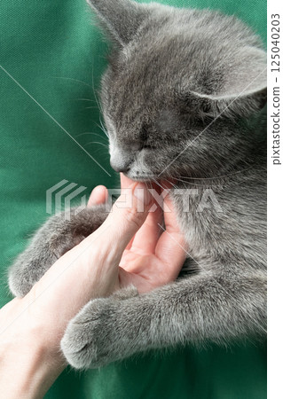 Close up portrait of gray cat with with a female hand on a green background. The hostess gently strokes the cat. Concept veterinary clinic or animal feed Close up portrait of gray cat with with a female hand on a green background. The hostess gently strokes the cat. Concept veterinary clinic or animal feed 125040203