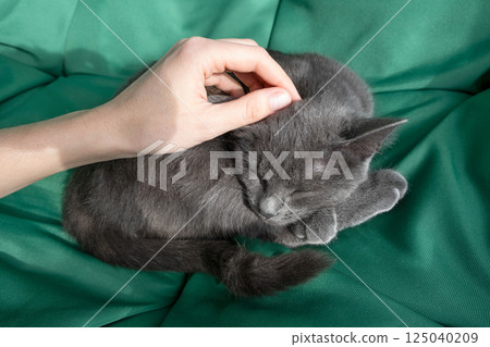 Close up portrait of gray cat with with a female hand on a green background. The hostess gently strokes the cat. Concept veterinary clinic or animal feed 125040209