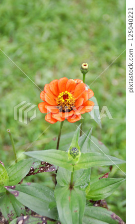Bright orange Zinnia flower in full bloom with green leaves and blurred grassy background in a serene outdoor garden setting. 125040221