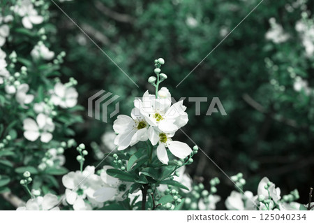 Exochorda racemosa Snow Mountain white flowering shrub, ornamental plant in bloom, green leaves on branches close up Exochorda racemosa Snow Mountain white flowering shrub, ornamental plant in bloom, green leaves on branches close up 125040234